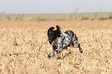 SETTER ANGLAIS 098